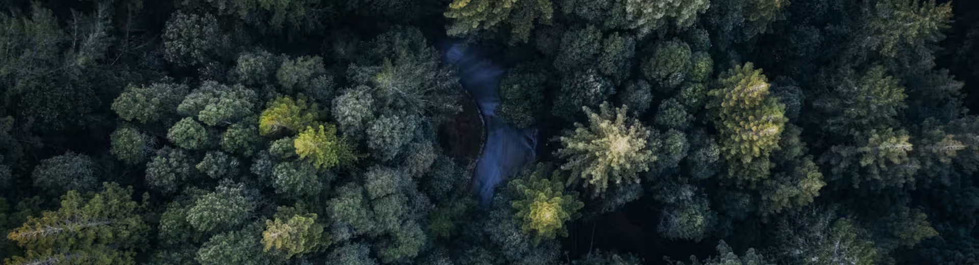 The undisputed market leader